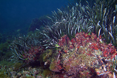 Posidonia Monitoring